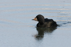 Zwarte zee-eend, ♂ 2  Lauwersoog 25-12 2010