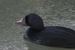 Zwarte zee-eend, ♂ 3  Lauwersoog 25-12 2010