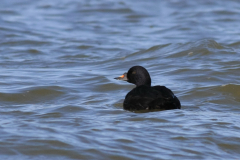 Zwarte zee-eend, ♂  Lauwersoog 13-4-2015