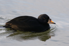 Zwarte zee-eend, ♂  Lauwersoog 23-2-2025