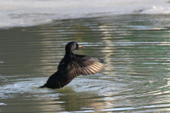 Zwarte zee-eend, ♂  Lauwersoog 25-12 2010 b