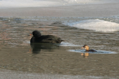 Zwarte zee-eend, ♂  en Dodaars  Lauwersoog 25-12 2010