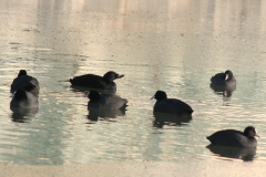 Zwarte zee-eend, ♂ en Meerkoet  Lauwersoog 25-12- 2010