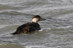 Zwarte zee-eend, 1e kj. ♂   Lauwersoog 25-11-2023