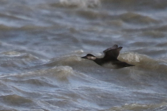 Zwarte zee-eend, 1e kj.  Lauwersoog 25-11-2023