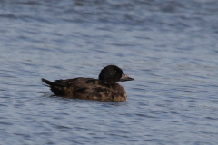 Zwarte zee-eend, 2e kj. ♂  Eemshaven 1-3-2024