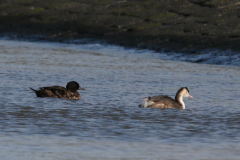 Zwarte zee-eend, 2e kj. ♂ en Fuut  Eemshaven 1-3-2024