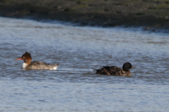 Zwarte zee-eend, 2e kj. ♂ en Middelste zaagbek  Eemshaven 1-3-2024