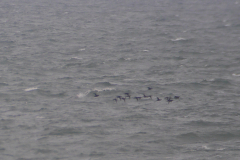 Zwarte zee-eend  Schiermonnikoog 20-9-2015