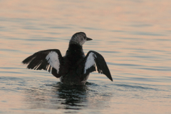 Zwarte zeekoet 1  Texel 10-10-2012