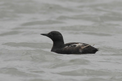 Zwarte zeekoet 1  Texel 6-6-2012