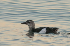 Zwarte zeekoet  Texel 10-10-2012