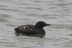 Zwarte zeekoet  Texel 6-6-2012
