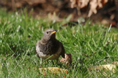 Zwartkeellijster, 2e kj. ♂ 1  Drenthe 18-2-2019