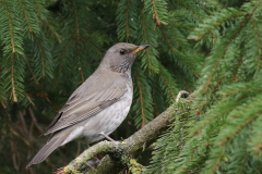Zwartkeellijster, 2e kj. ♂ 1  Groningen-prov. 29-1-2018