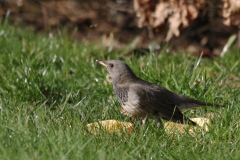 Zwartkeellijster, 2e kj. ♂ 2  Drenthe 18-2-2019