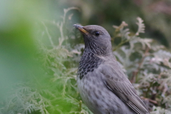Zwartkeellijster, 2e kj. ♂ 2  Groningen-prov. 29-1-2018
