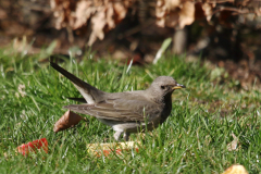 Zwartkeellijster, 2e kj. ♂ 3  Drenthe 18-2-2019
