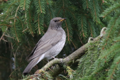 Zwartkeellijster, 2e kj. ♂ 3  Groningen-prov. 29-1-2018