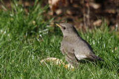 Zwartkeellijster, 2e kj. ♂ 4  Drenthe 18-2-2019