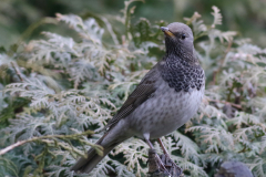 Zwartkeellijster, 2e kj. ♂ 4  Groningen-prov. 29-1-2018