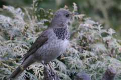 Zwartkeellijster, 2e kj. ♂ 5  Groningen-prov. 29-1-2018