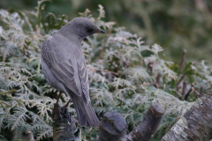 Zwartkeellijster, 2e kj. ♂ 7  Groningen-prov. 29-1-2018