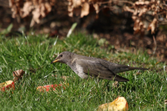 Zwartkeellijster, 2e kj. ♂  Drenthe 18-2-2019