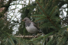 Zwartkeellijster, 2e kj. ♂  Groningen-prov. 25-1-2018