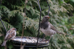 Zwartkeellijster, 2e kj. ♂ en Huismus  Groningen-prov. 29-1-2018