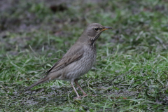 Zwartkeellijster, adult ♀ 2 Utrecht 17-1-2021