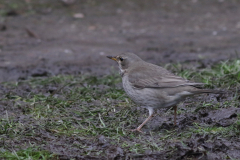 Zwartkeellijster, adult ♀ 3 Utrecht 17-1-2021