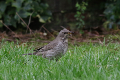Zwartkeellijster, adult ♀ 4 Utrecht 17-1-2021