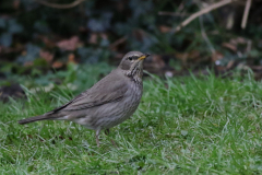 Zwartkeellijster, adult ♀ 5 Utrecht 17-1-2021