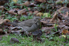Zwartkeellijster, adult ♀ 6 Utrecht 17-1-2021