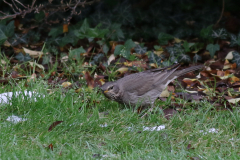 Zwartkeellijster, adult ♀ 7 Utrecht 17-1-2021