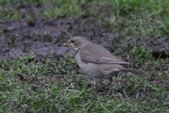 Zwartkeellijster, adult ♀ Utrecht 17-1-2021