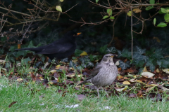 Zwartkeellijster, adult ♀ en Merel  Utrecht 17-1-2021