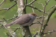 Zwartkop ♀ 1  Groningen-stad 21-4-2013