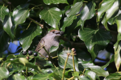 Zwartkop ♀  Groningen-prov. 17-4-2016
