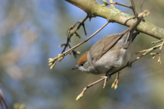 Zwartkop ♀  Groningen-stad 20-4-2013