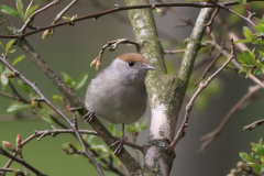 Zwartkop ♀  Groningen-stad 21-4-2013