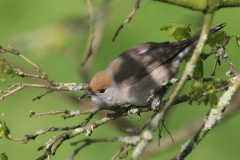 Zwartkop ♀  Groningen-stad 28-4-2016