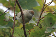 Zwartkop, ♀ of 1e kj. 1  Texel 18-10-2015