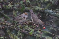Zwartkop, ♀ of 1e kj. 1  Texel 8-10-2020