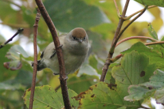 Zwartkop, ♀ of 1e kj. 2  Texel 18-10-2015