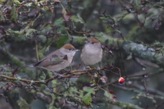 Zwartkop, ♀ of 1e kj.  Texel 8-10-2020