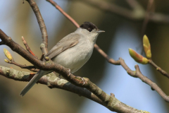 Zwartkop, ♂ 1  Eemshaven 24-4-2012