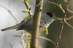 Zwartkop, ♂ 2  Eemshaven 24-4-2012