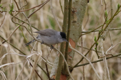 Zwartkop ♂  Groningen-prov. 8-4-2021